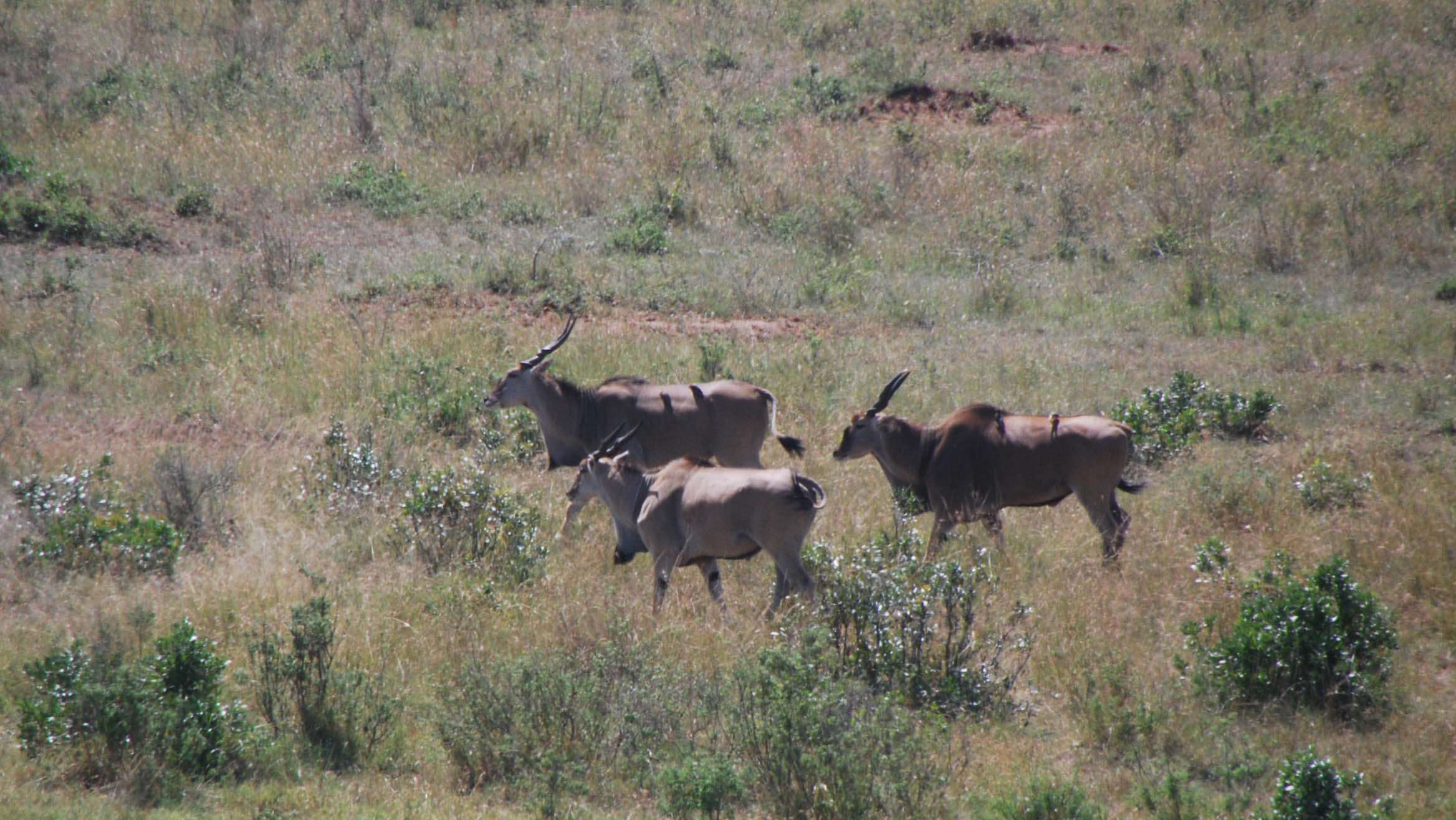 Regreso al Mara - Kenia - Blogs de Kenia - En busca del rino y el pajarito Hello, Hello (5)