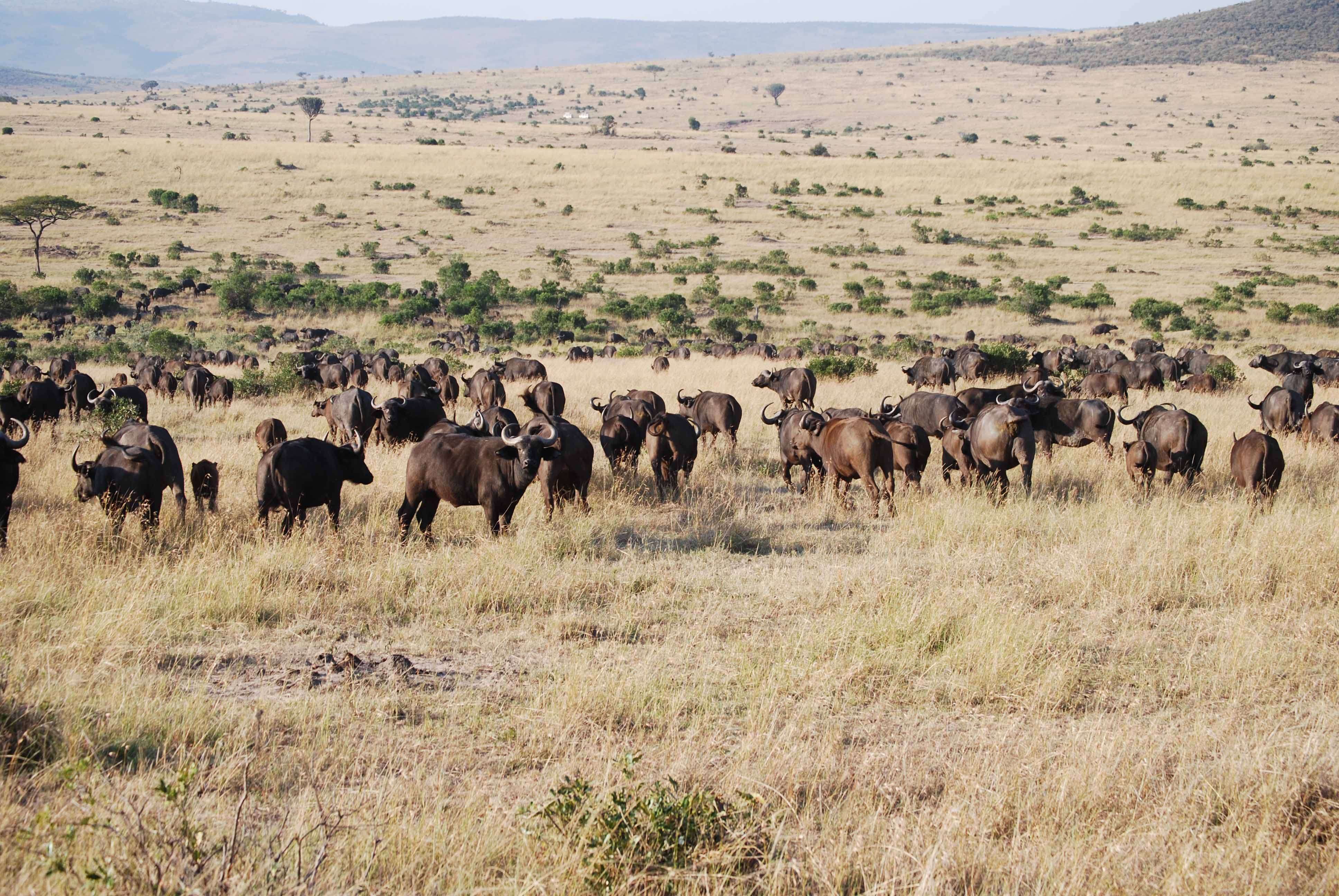 7 guepardos, 2 rinos con mal genio y un leopardo - Regreso al Mara - Kenia (5)